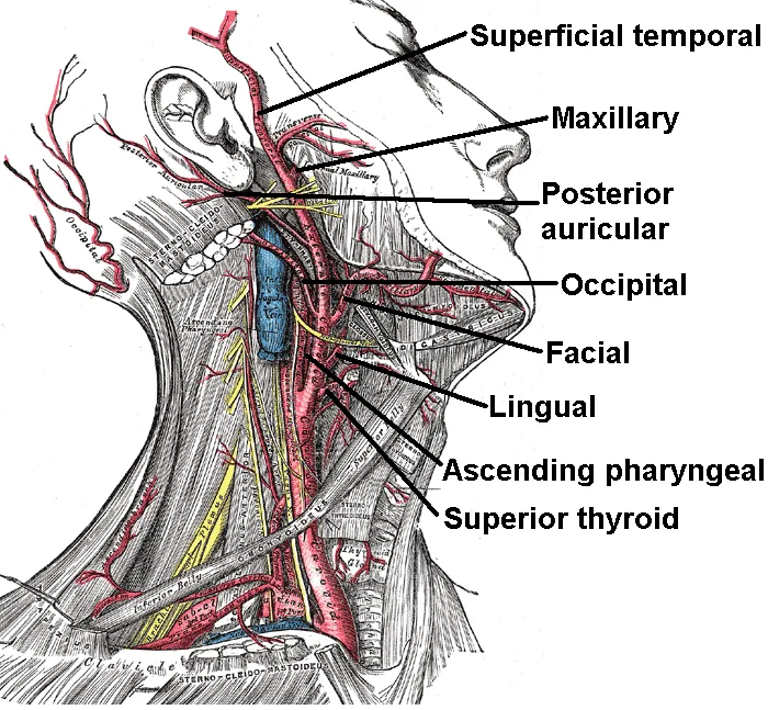 Neck dissection with the branches of the external carotid artery labeled