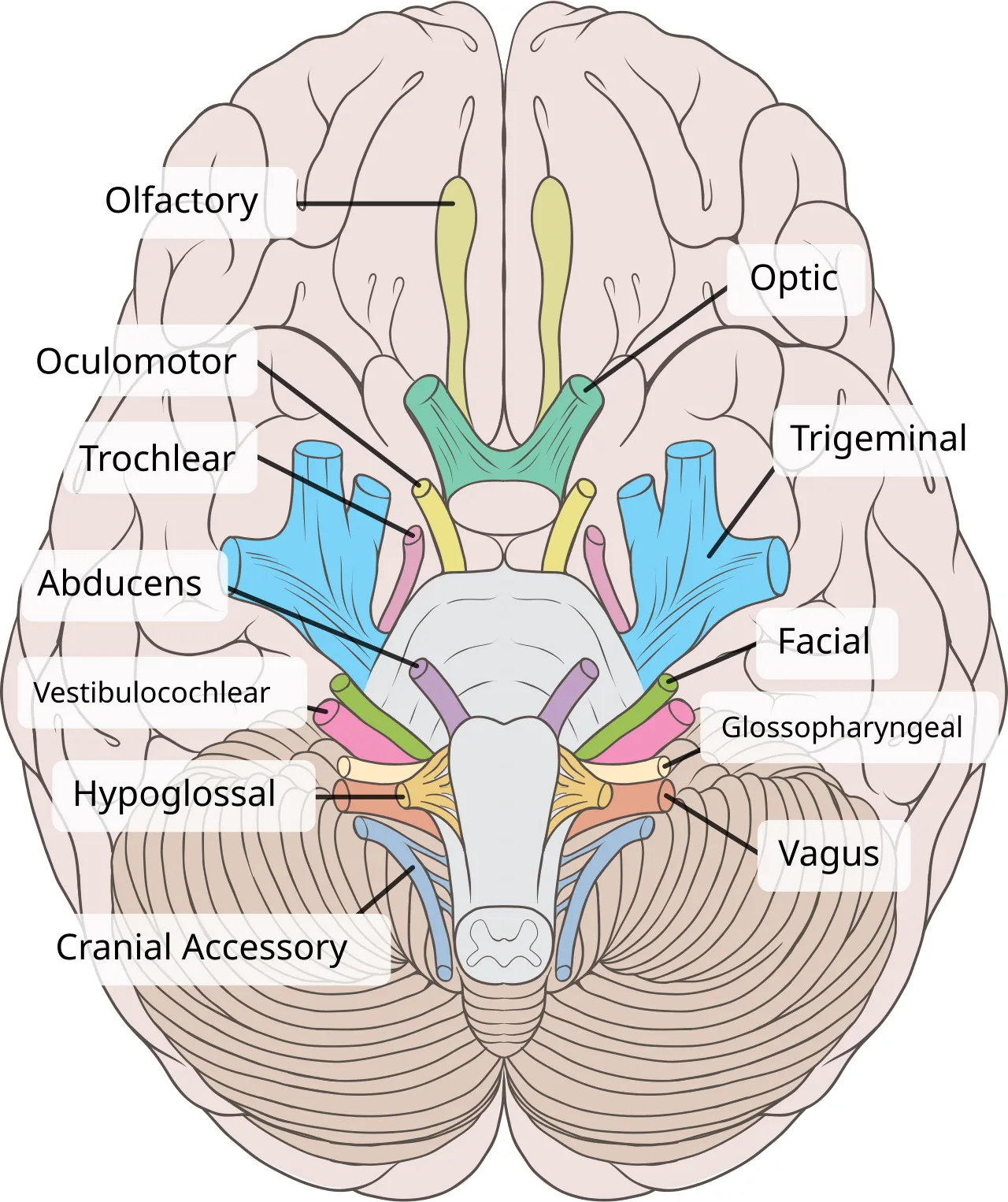 Underside of the brain with the cranial nerves labeled