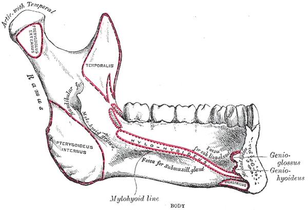 Gray's Anatomy plate of the inner mandible showing the mandibular foramen and the mylohyoid line, with muscle attachments outlined in red
