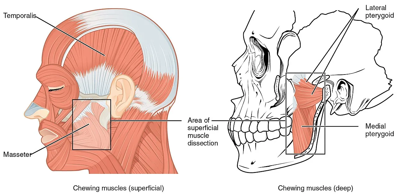 OpenStax diagram of the masseter, temporalis and pterygoid muscles