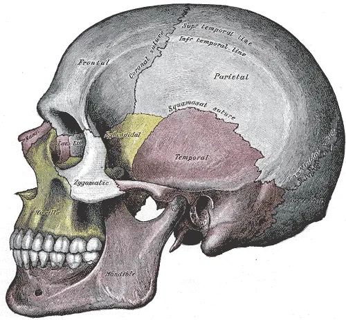Gray's Anatomy plate of the skull from the side with each bone shaded