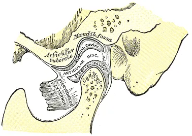 Gray's Anatomy plate of the TMJ cut to show the articular disc